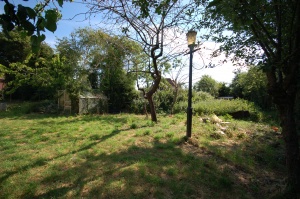 Owl Image